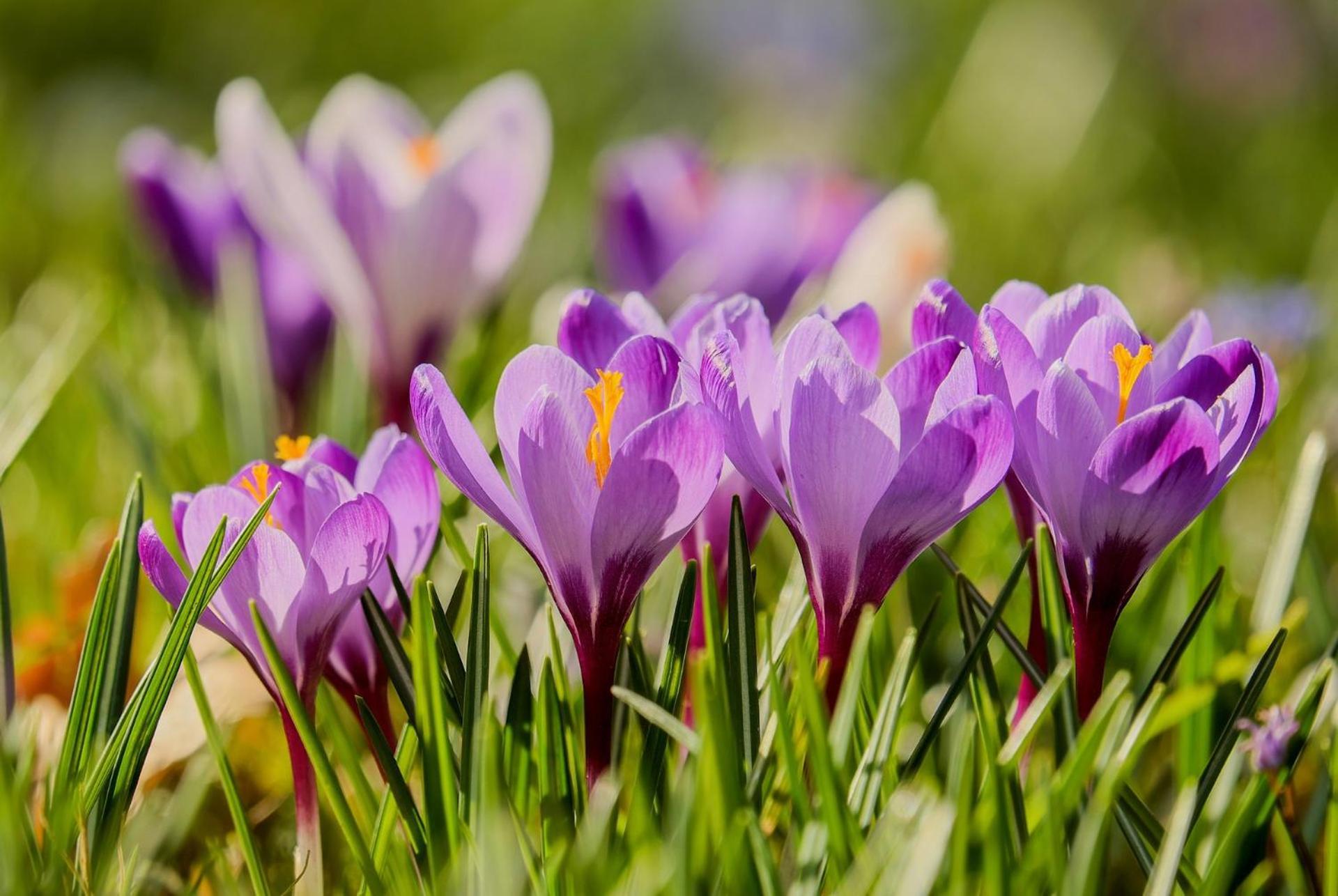 Apartament Krokus Szklarska ชกลาร์สกา ปอเรมบา ภายนอก รูปภาพ